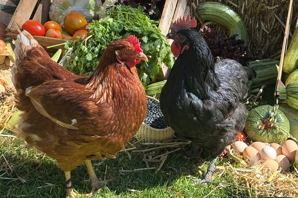 gallinas-1-min
