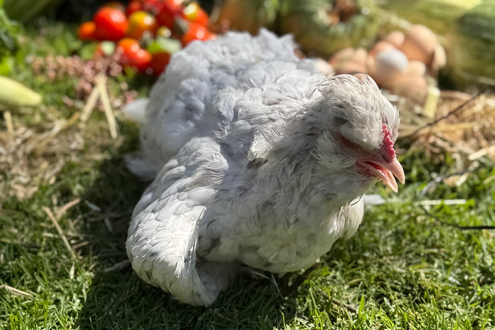 gallinas-2-min