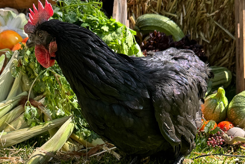 gallinas-3-min