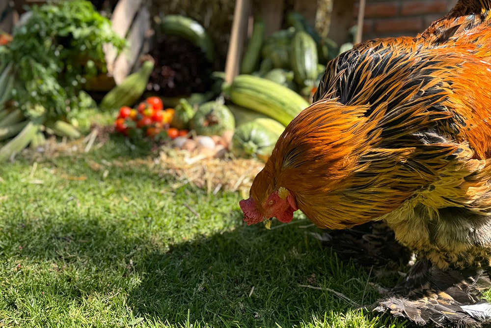 gallinas-4-min