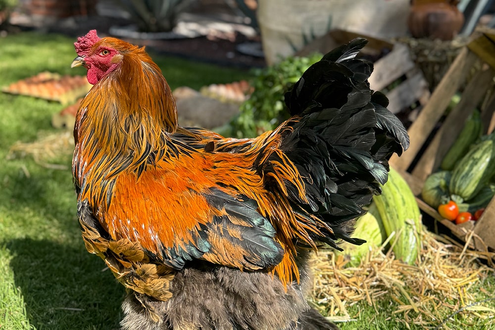 gallinas-5-min